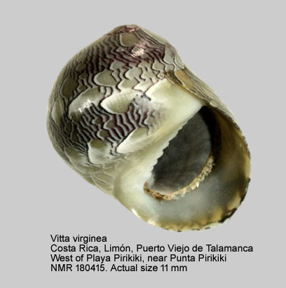 Vitta virginea (2).jpg - Vitta virginea (Linnaeus,1758)